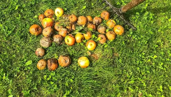 Muistithan, että biojätteen keräys tulee ajankohtaiseksi heinäkuussa?